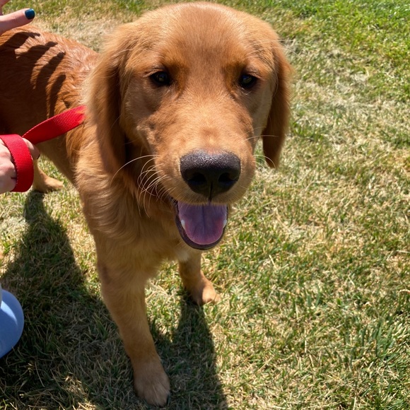 Meet your posher - Picture 6 of 6